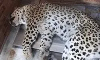 اعتراض شدید به مرگ تلخ پلنگ ایرانی در قائمشهر