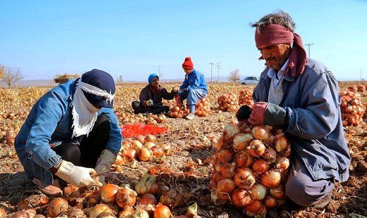 ماجرای عجیب و غریب گرانی پیاز