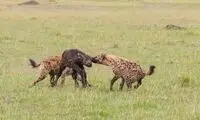 کفتار‌ها بی‌رحمانه یک گوساله بوفالو را تکه‌پاره کردند