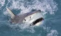 از این مدل چاقو ۷هزار سال پیش استفاده می‌شد