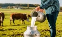 لبنیات سنتی بخوریم یا پاستوریزه؟