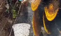 لحظه ترسناک و دلهره‌آوره برداشت عسل کوهی