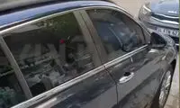 ببینید: کشیده آب‌دار یک گربه به صورت رفیقش!