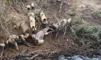 حرکت بی‌رحمانه اسب آبی بعد از نجات بچه گوزن