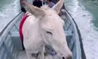 حماسه نجات یک الاغ توسط چند ایرانی، جهانی شد!