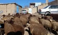دغدغه یک میلیاردی برخی چوپان‌های ایرانی برای مدرن شدن!