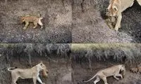 نجات بچه شیر در سطح شیبدار رودخانه توسط مادرش