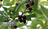 دیابتی‌ها می‌توانند گیلاس بخورند؟