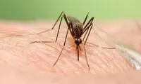 این گیاهان، نجات‌دهند شما در مقابل پشه‌ها هستند!