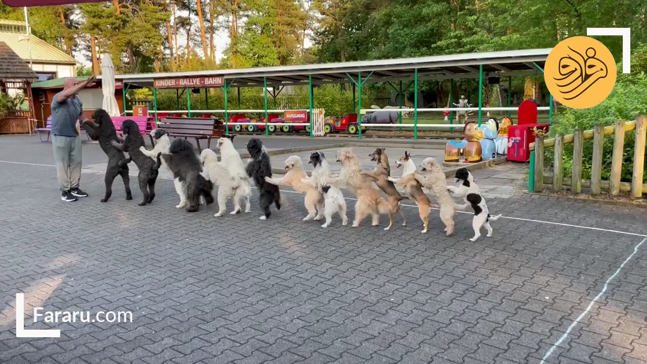 ببینید: رکوردشکنی ۱۴ سگ در یک صف! 