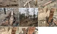 تصاویری تکان‌دهنده از پارک جنگلی چیتگر