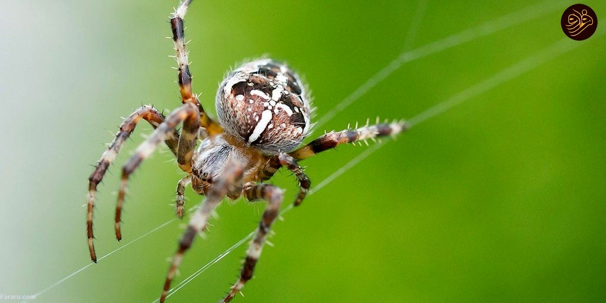 سرنخ‌هایی برای درمان آلزایمر با کمک عنکبوت‌ها