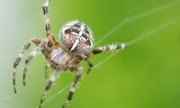 سرنخ‌هایی برای درمان آلزایمر با کمک عنکبوت‌ها