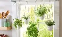 کشف بهترین راهکار برای خداحافظی با حشرات تابستانی