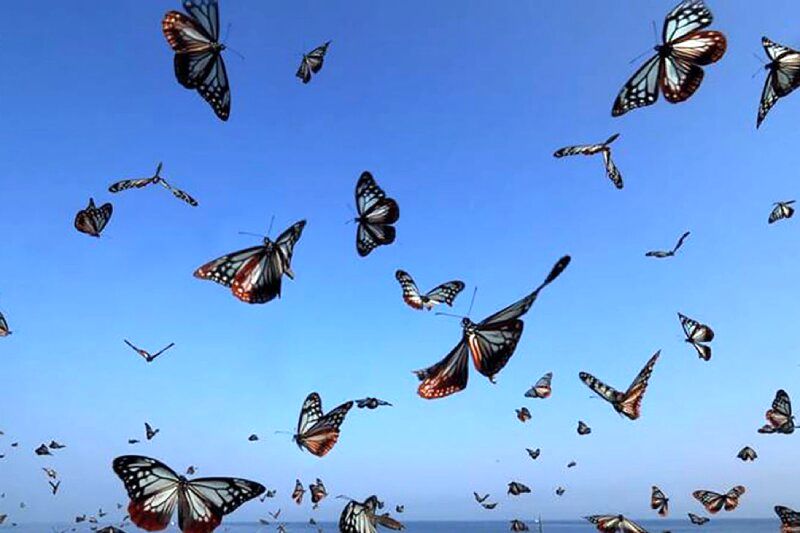 ویدیویی جالب از زیبایی‌های خیره‌کننده پروانه‌ها