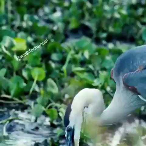 شکار حیرت‌انگیز یک مار آبی توسط مرغ ماهی‌خوار