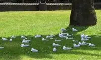 افزایش دما تا ۱۵درجه در برخی نقاط کشور
