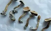 این قارچ جادویی شما را به دنیای ارواح می‌برد!