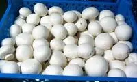 قیمت قارچ از مرغ سبقت گرفت!