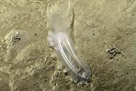 موجودات عجیبی که به تازگی در اعماق اقیانوس دیده شده‌اند