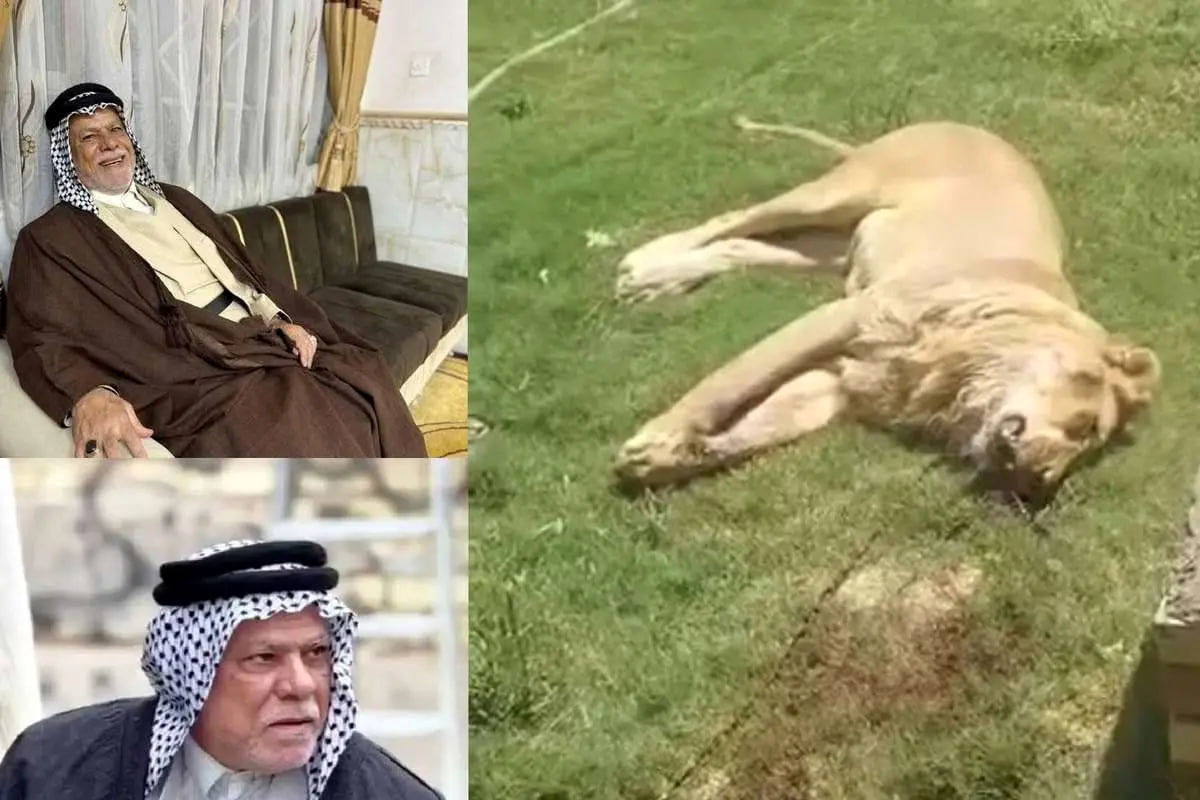   یک شیر در شهر کوفه صاحبش را درید 