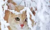 فیلم دلخراش از منجمدشدن یک گربه به دلیل سرما