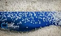 افزایش ۱۶ درصدی تولید برنج در کشور