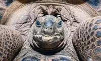 لحظه نجات یک لاکپشت در خطر انقراض در کیش