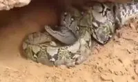 لحظه شکار یک تمساح توسط مار غول‌پیکر!