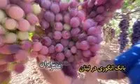 پرورش 72 گونه انگور در یک تاکستان