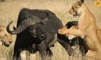  مبارزه جالب یک گاومیش با ۱۵ شیر و ۳ اسب آبی