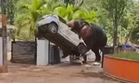 فیل را برای دعا و برکت آورده بودند ولی آدم کشت!