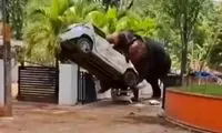 فیل را برای دعا و برکت آورده بودند ولی آدم کشت!