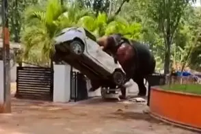 فیل را برای دعا و برکت آورده بودند ولی آدم کشت!