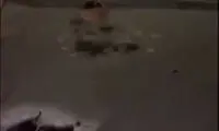 ویدئوی نجات یک سگ از برکه یخ‌زده 