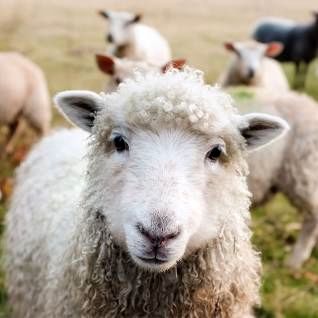 محافظت خنده‌دار یک سگ از مزرعه در مقابل گوسفندان