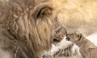 تصاویری نادر از بازی توله شیر‌های بازیگوش با پدر