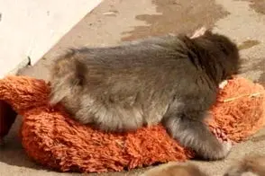 بچه‌میمونی که با یک عروسک دلِ دنیا را برد!