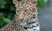 تصویری که از یک پلنگ ایرانی در تالش ثبت شد