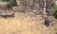 لحظه ترسناک حمله خرس سیاه به ببر غول‌پیکر