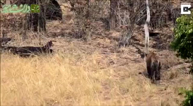 لحظه ترسناک حمله خرس سیاه به ببر غول‌پیکر