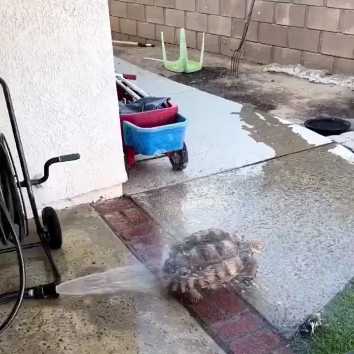 آب بازی یک لاک‌پشت برای خنک شدن از گرمای تابستان!