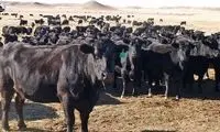ویدئویی از مدرن‌ترین مزرعه پرورش گاو در جهان