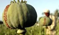 پای تریاک چطور به ایران باز شد؟