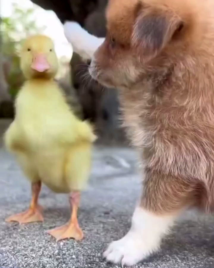 رفاقت جالب و مهربانانه یک توله سگ با بچه اردک