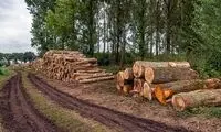 غیب شدن درختان کهنسال در پاسداران تهران
