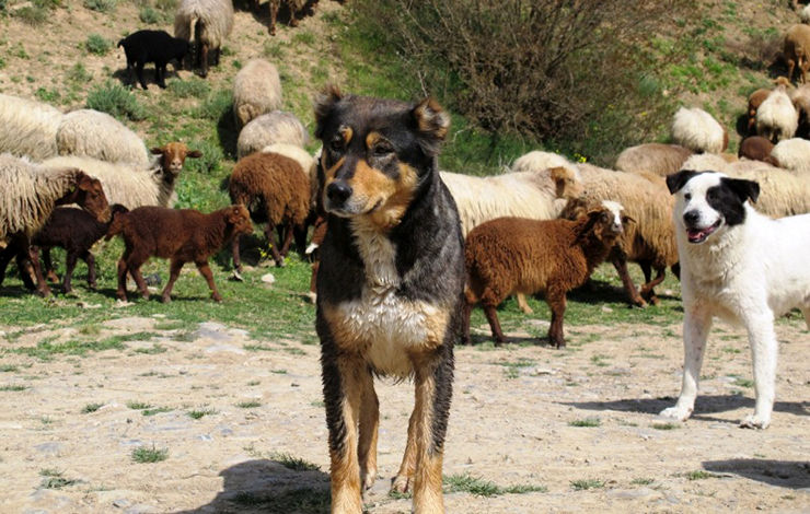 خبری که صاحبان سگ‌ها را نگران می‌کند