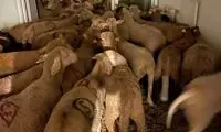 نگهداری از ۴۰ گوسفند در آپارتمان برای عید قربان!