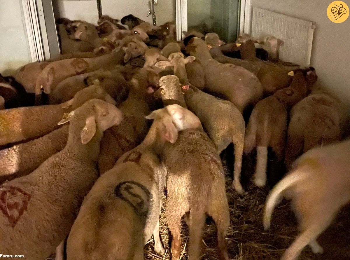 نگهداری از ۴۰ گوسفند در آپارتمان برای عید قربان!