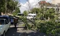 تصاویری از سقوط درخت در پی وزش باد شدید در کرج